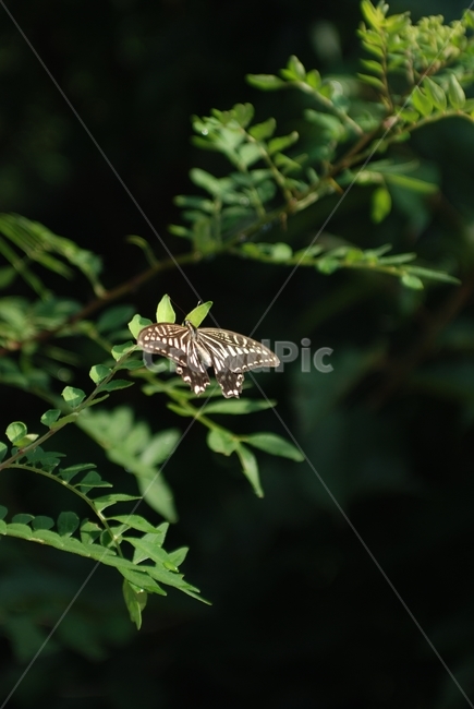 나비,곤충,호랑나비,풍경,근접촬영,동물,animal,곤충,벌레,insect,bug