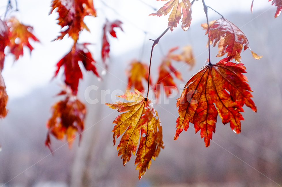 낙옆,단풍,비,가을,빨간단풍,비에젖은단풍잎,가을,계절,fall,autumn,season,plant,식물,leaf,잎,tree,나무,maple