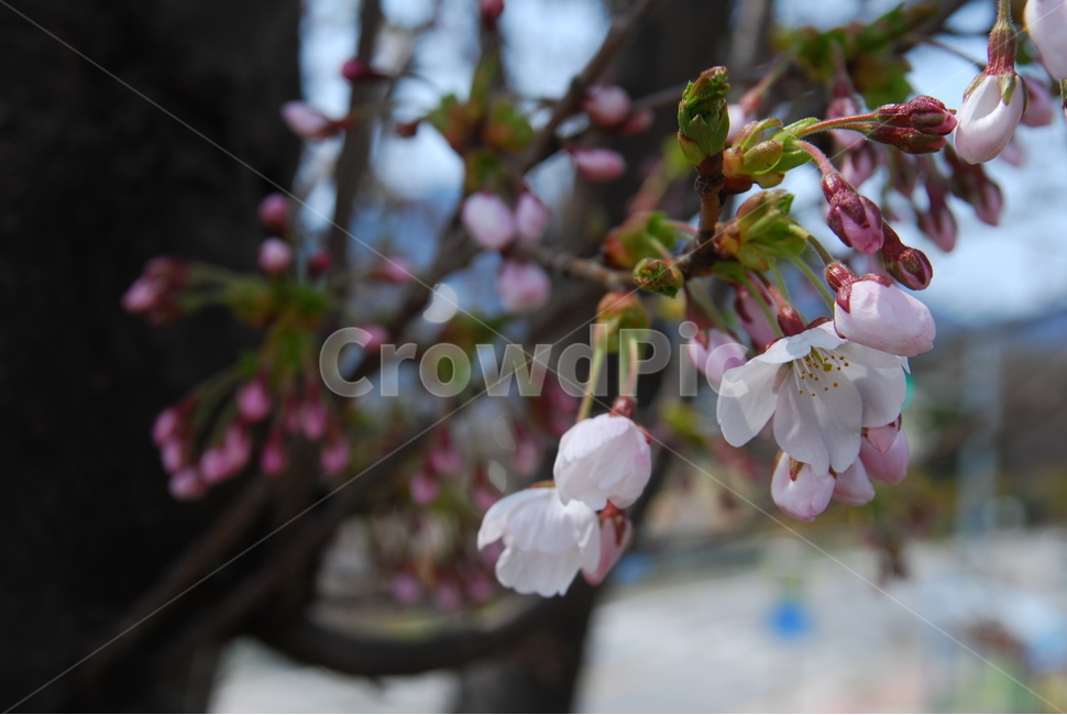 벚꽃,봄,체리블라썸,초봄,spring