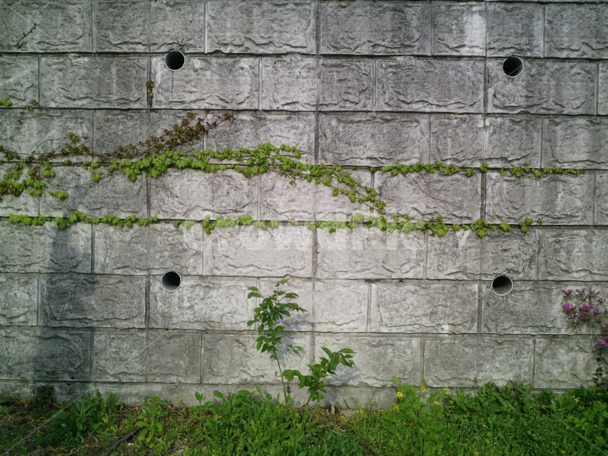 wall,벽,plant,식물,담쟁이덩쿨,식물,자연,plants,nature