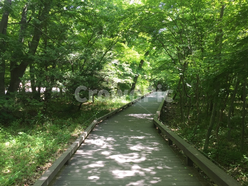 길,숲길,힐링,우거진숲길,나무,자연,풍경,nature,landscape,boardwalk,산책로,building,건물,bridge,다리