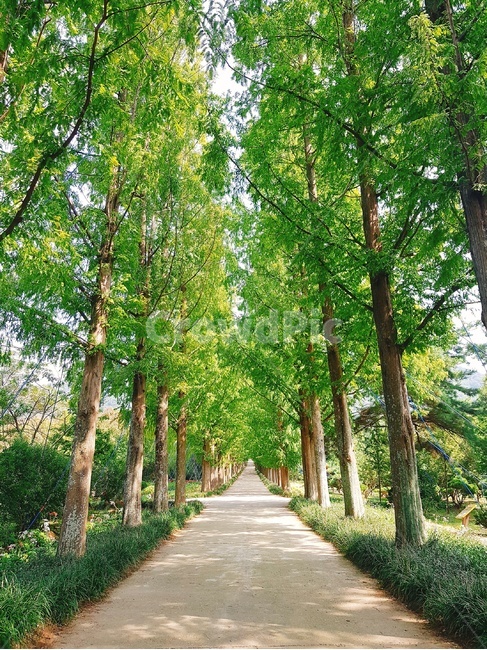 메타세콰이어,힐링,치유,여름,푸릇함,나주,산책,데이트,소풍,피크닉,picnic,summer,자연,풍경,nature,landscape,휴식,힐링,rest,relaxation,healing,outdoors,옥외,garden,정원,arbour,정자