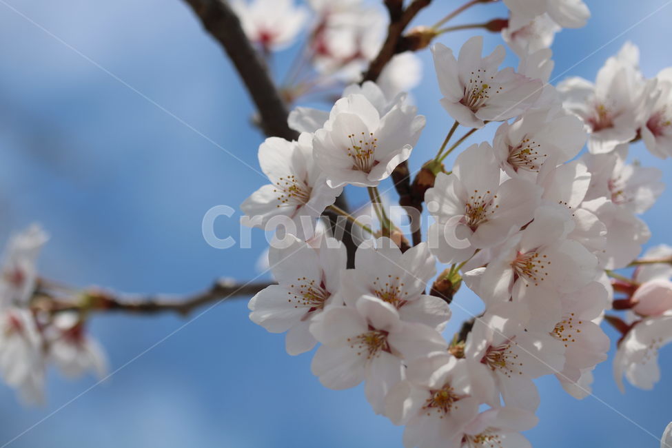 벚꽃,꽃,봄,분홍색,하얀색,갈색,계절,색깔,식물,자연,cherryblossom,pink,brown,white,flower,spring,season,color,plant,nature,봄,계절,spring,season,식물,자연,plants,nature,꽃,flower