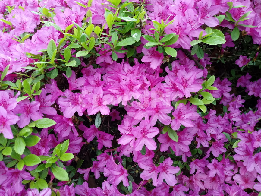 철쭉,smilerosebay,진달래과,식물,봄꽃,개꽃나무,springseasonflower,척촉화,낙엽관목,관상용