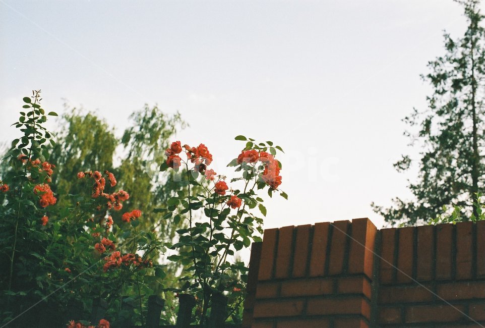 장미,꽃,식물,벽돌,담,빨간벽돌,장미꽃,rose,계절,여름,6월,담장,redbrick,wall,plants,flower,bloom