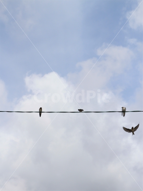 하늘,제비,새,구름,제주도,흐림,비양도,신사,비,동물,animal,조류,새,birds