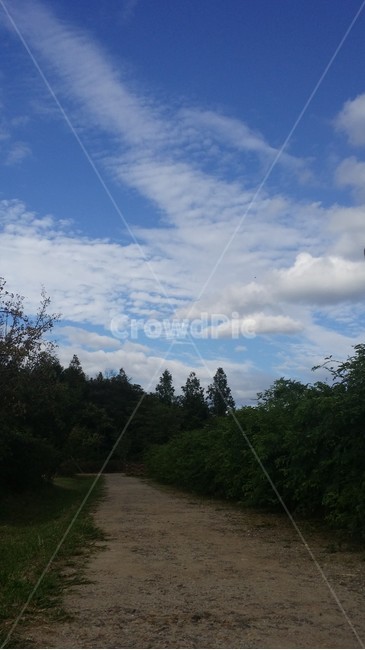 하늘,푸른하늘,길,여유,힐링,자연,풍경,nature,landscape,tree,나무,plant,식물,fir,전나무,outdoors,옥외