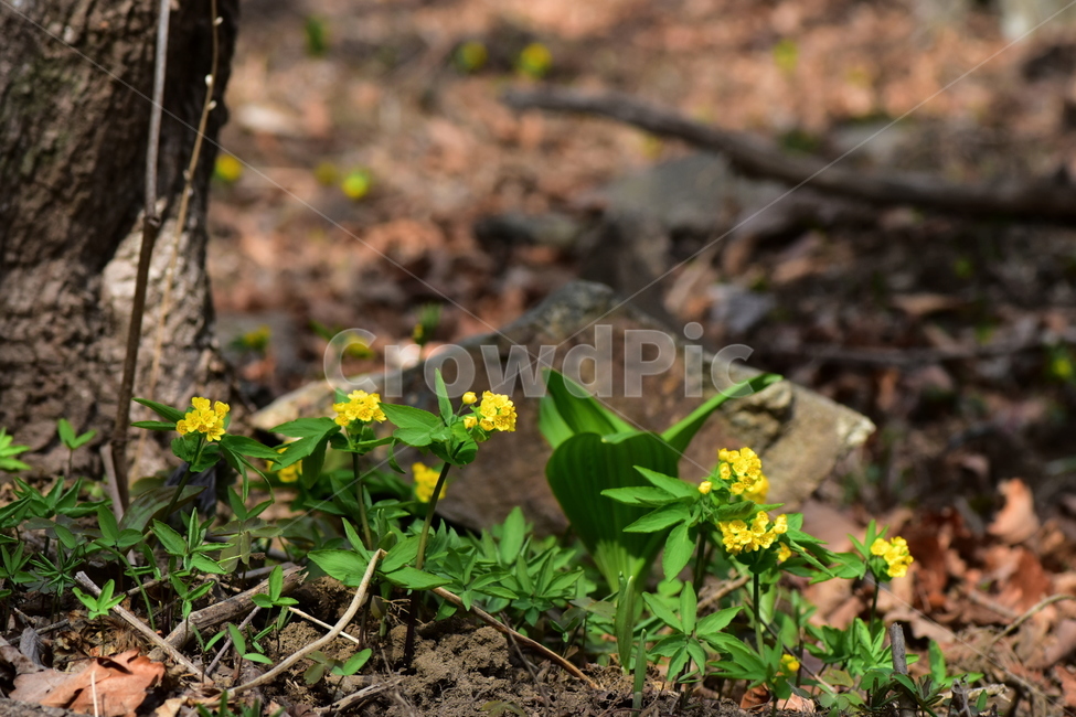 한계령풀,야생화,봄,꽃,풀꽃,자연,식물,식생,plants,nature,spring,season,flower