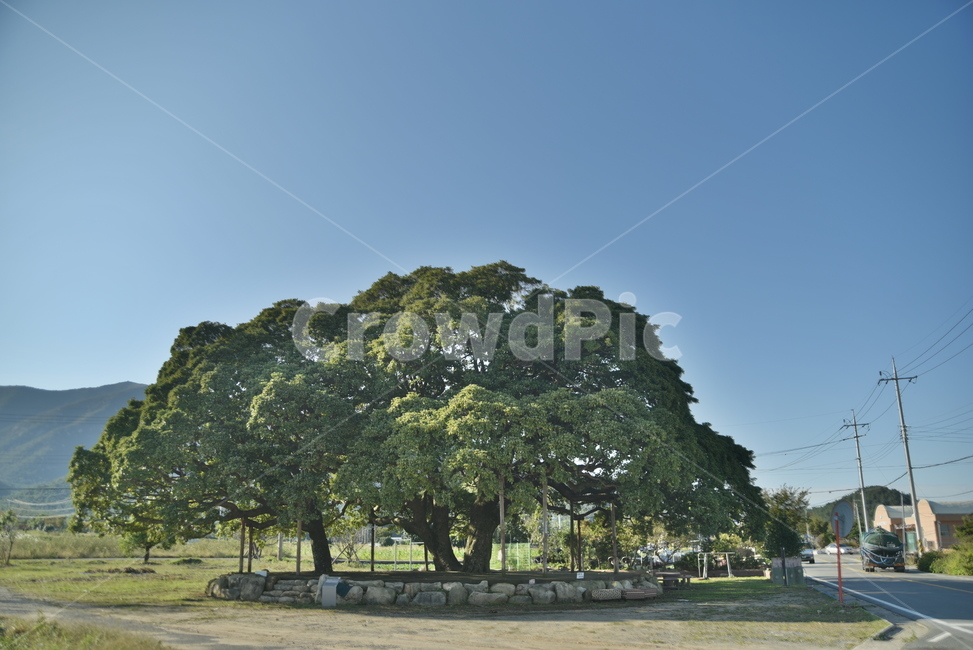 후박나무,천연기념물,나무,tree,삼산리,plant,식물,자연,plants,nature,나무,trees,wood