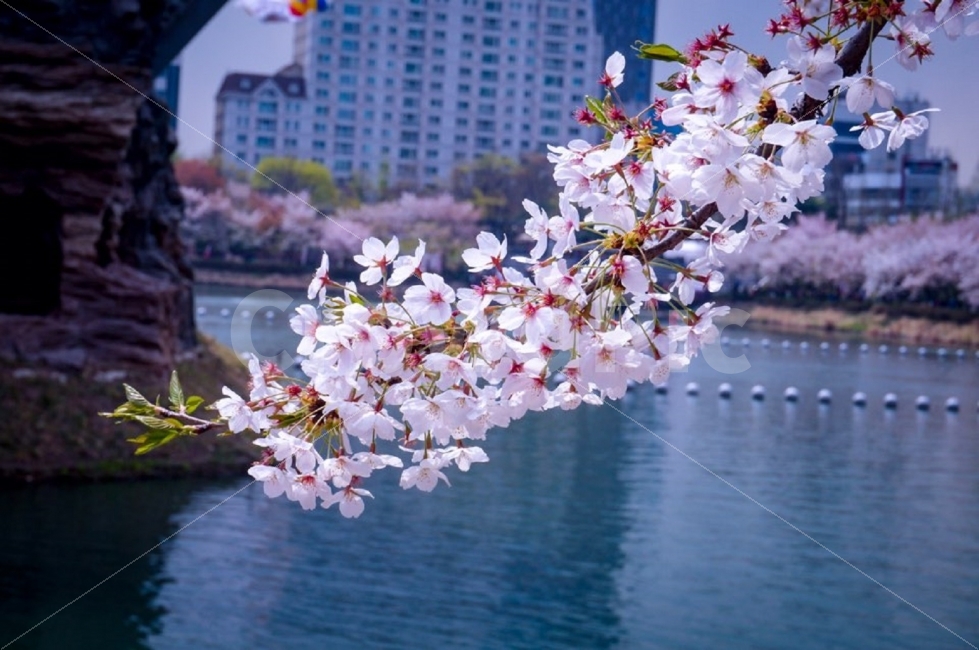 봄,벚꽃,사진,풍경사진,석촌호수,식물,자연,plants,nature,봄,계절,spring,season,꽃,flower,plant,blossom