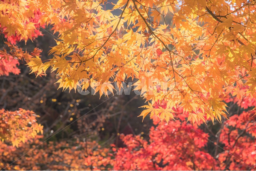풍경,국립공원,나무,울긋불긋,단풍,가을,계절,fall,autumn,season,식물,자연,plants,nature,감성,sensible,feeling,색깔,색상,색채,색감,color sense,color sensitivity,feeling of color,plant,leaf,잎,tree,maple