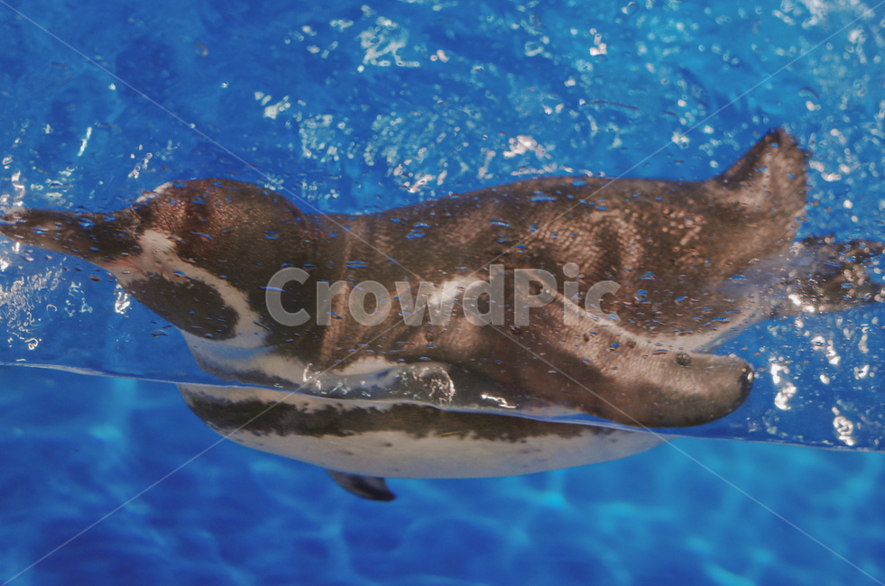 Pisces,Penguin,fish,aquarium