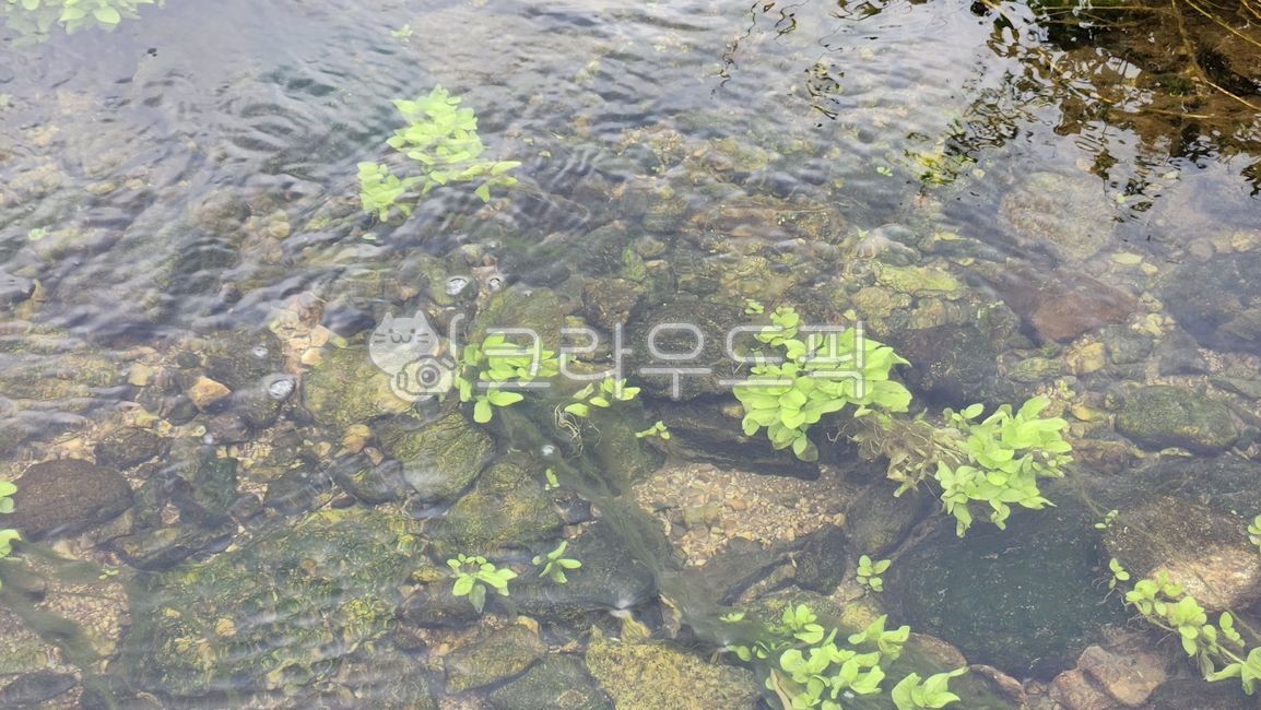 algae, 조류, nature, 자연, outdoors, 사진,이미지,일러스트,캘리그라피 - sugy작가