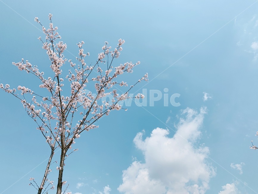 봄,하늘,구름,벚꽃,꽃,spring,sky,flower,햇살,배경,cherryblossom,桜花,봄,계절,spring,season,plant,식물