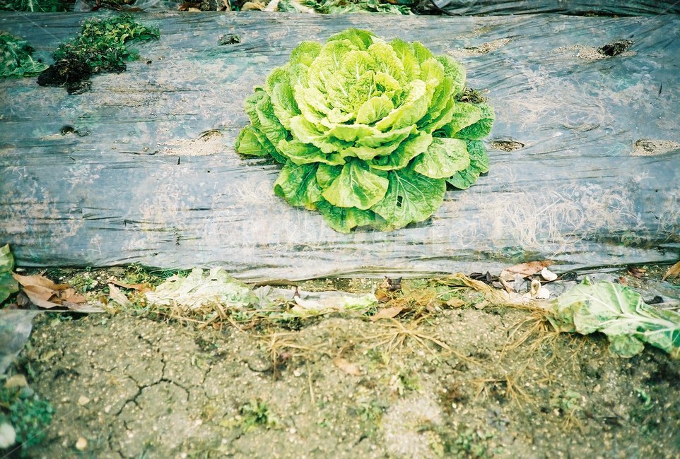 배추,밭,식물,cabbage,field,노지,계절,겨울,겨울배추,홀로,외로운,버려진,생명,봄동,녹색,땅
