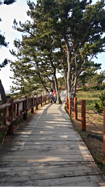 나무,숲,tree,plant,자연,옥외,nature