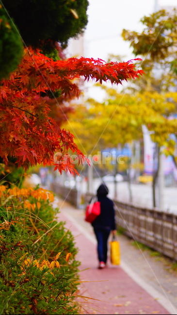 단풍,단풍나무,노랑색,엽록소,감성,maple,잎,가을,계절,fall,autumn,season,leaf,plant,식물,tree,나무