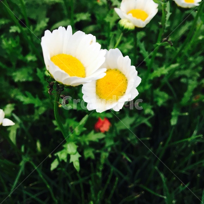 자연,꽃,flower,식물,노랑,식물,자연,plants,nature,꽃,flower