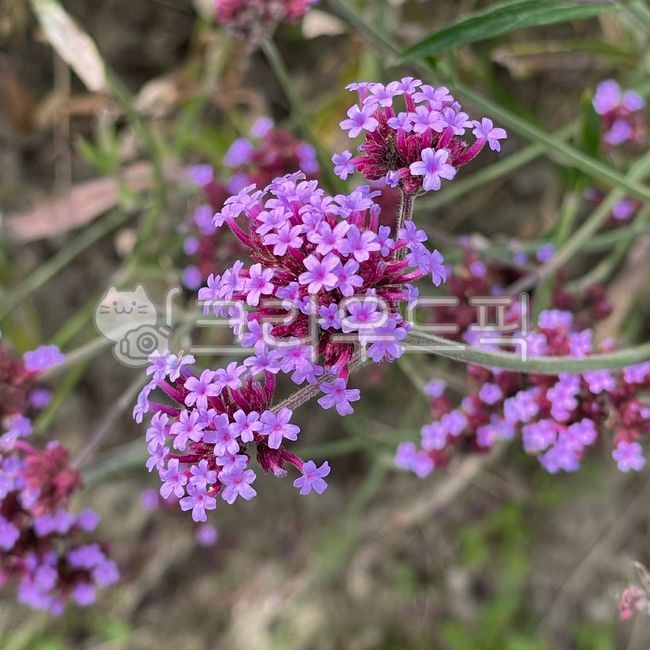 flower,꽃,보라꽃,purpleflower,풀꽃,작은꽃,보라색꽃