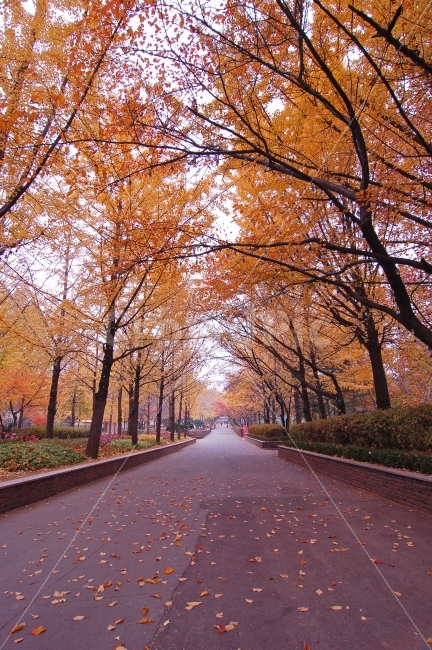 가을,단풍,낙엽,길,가로수,나무,산책,산책로,풍경,가을풍경,공원,단풍길,숲,자연,나뭇가지,나뭇잎,식물,세로,풍경사진,자연,풍경,nature,landscape,가을,계절,fall,autumn,season,tree,plant,asphalt,아스팔트,maple