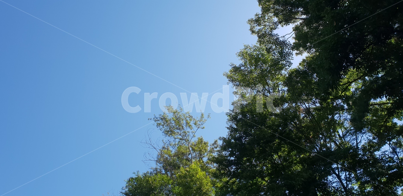 풍경,하늘,구름,나무,자연,nature,파란하늘,자연,풍경,nature,landscape,tree,plant,식물,fir,전나무