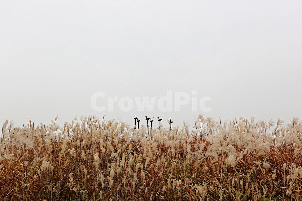 갈대,억새,잡초,식물,풍경,풀,자연,공원,하늘,흐림,가을,계절,fall,autumn,season,plant,grass,잔디,lawn,reed