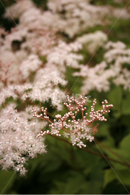 터리풀,식물,flower,plants,nature,꽃,식물,자연,plants,nature,꽃,flower