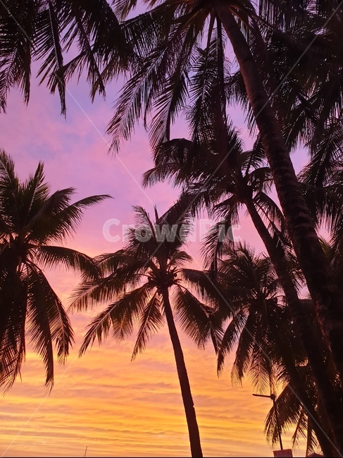 나무,선셋,야자수,노을,일몰,석양,오후,자연,sunset,tree,palmtree,하늘,sundown,자연,풍경,nature,landscape,실루엣,그림자,silhouette,shadow,색깔,색상,색채,색감,color sense,color sensitivity,feeling of color