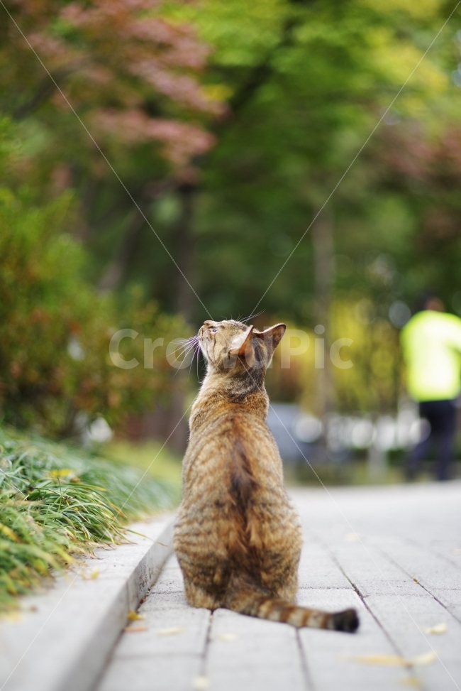 subtlety,Autumn view,cute,life,kitty,kitten,stray cat,Minyan,pretty photo,street,cat,streetcat,Emotion,straycat,pet,wildlife,wildcat,lovely,stray,wildanimal,Emotional photo,Pets,background,cuteness,animal,autumn,Wallpapers,wild,adorable