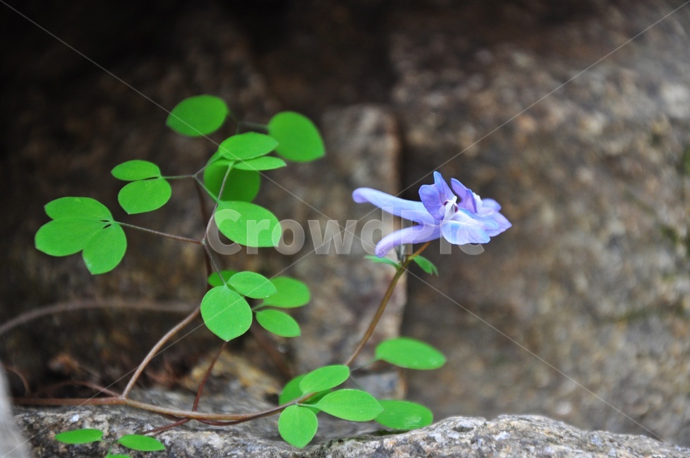 현호색,보라색,봄꽃,꽃,봄,계절,plant,식물,flower,blossom,야생화,들꽃,산꽃