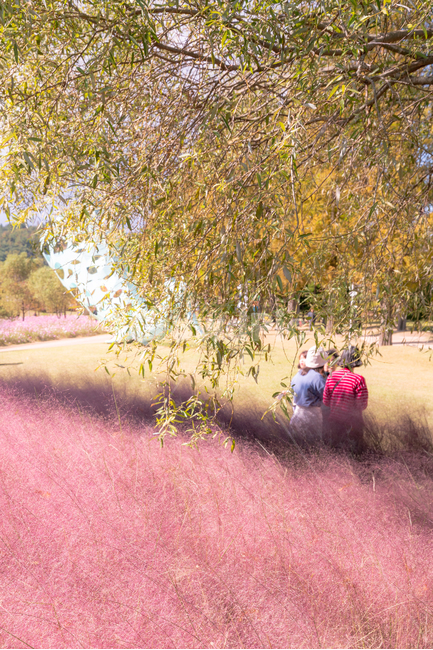 핑크뮬리,자연,식물,나무,풍경,landscape,plants,nature,구름,하늘,배경화면,가을,계절,fall,autumn,season,자연,풍경,nature,landscape,사람들,대중,군중,other people,crowd,여성,여자,woman,female,lady,outdoors,옥외