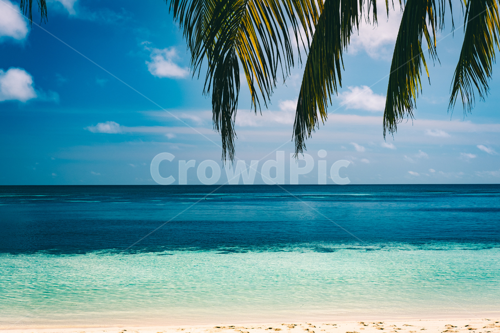 야자수,해변,에메랄드빛,휴가,셰이셀,seychelles,자연,풍경,nature,landscape,해외,외국,세계,foreign,oversea,world,세계자연풍경,해외자연풍경,외국자연풍경,world nature landscape,summer,여름