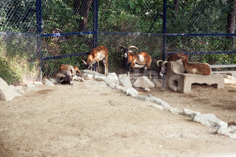 동물,무플론,색감,europeanmouflon,moulflon,animal,herd,mammal,동물사진,사진,동물,animal,포유류,mammal