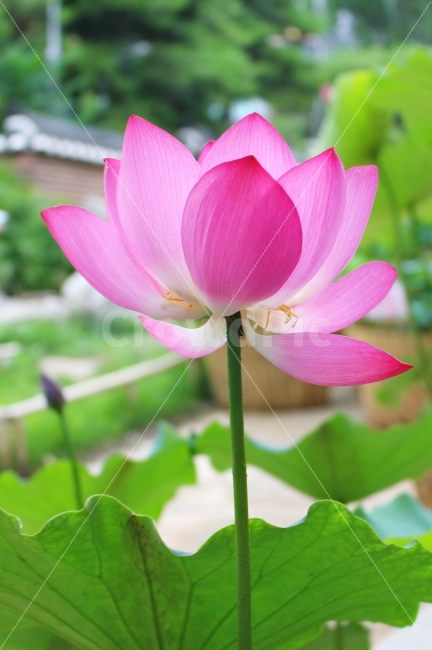 꽃,연꽃,자연,감성,여름,감성사진,색감,아름다움,FLOWER,풍경,풍경사진,식물,자연,plants,nature,꽃,flower