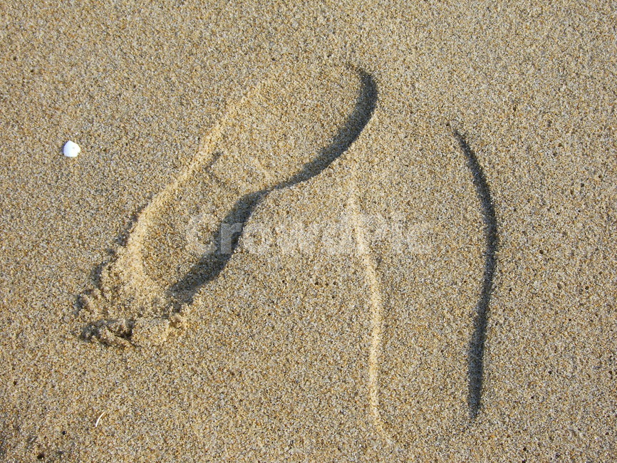 백사장,모래,발자국,연인,바다,해변,바다,beach,sea