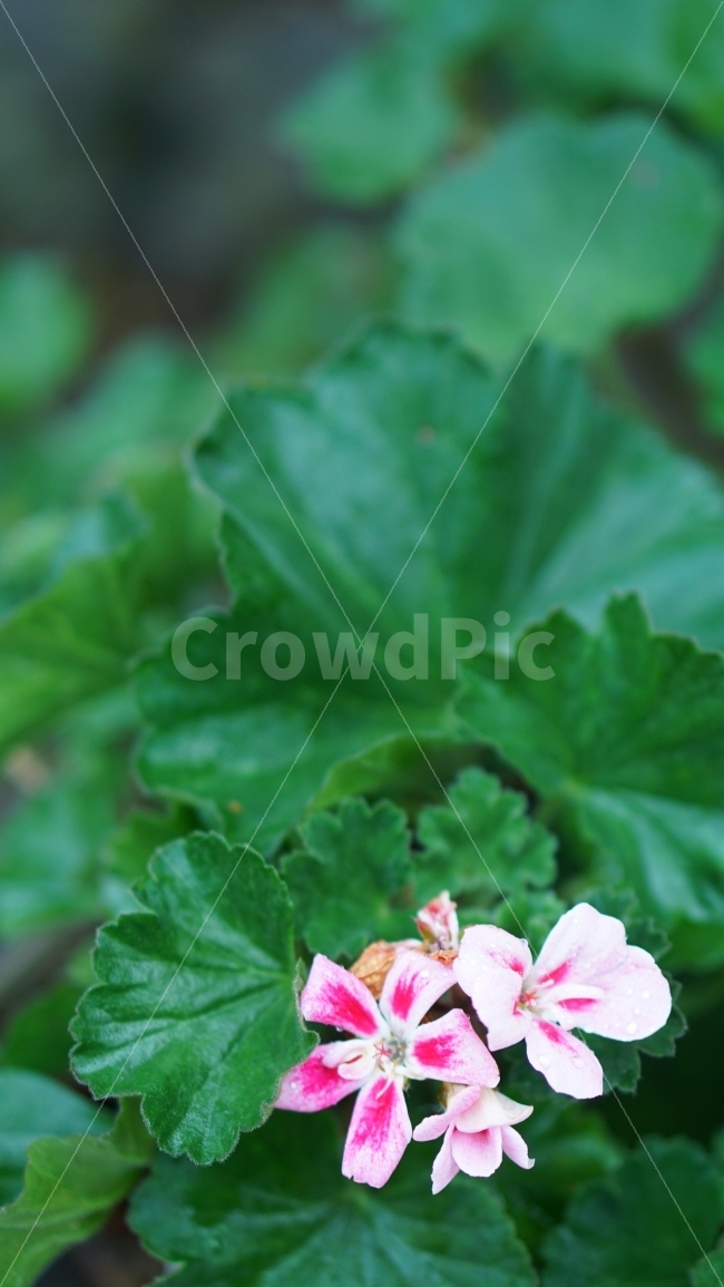 봄,꽃,접사,배경,이미지flower,식물,자연,plants,nature,꽃,flower
