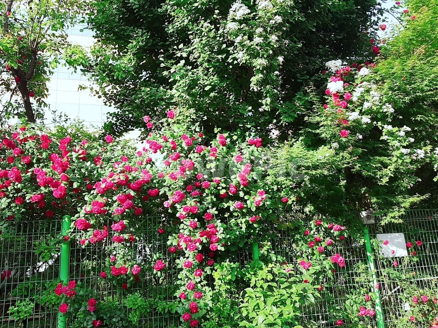 아름다운꽃,장미,빨강,초록,우연히,식물,자연,plants,nature,꽃,flower