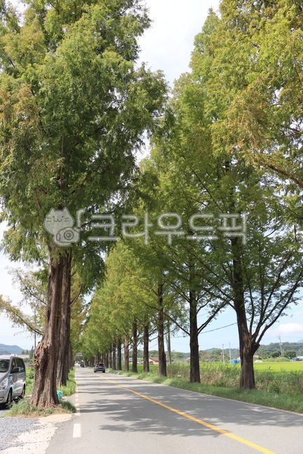 colonnade,plant,tree,road name,sight,metasequoia