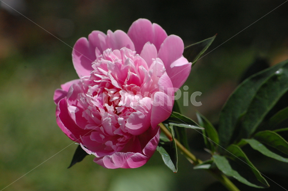 작약,한송이,꽃,꽃송이,분홍,핑크,근접,식물,자연,plants,nature,꽃,flower