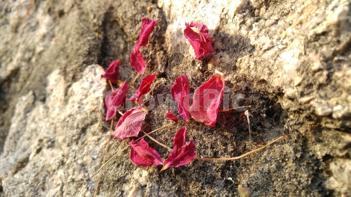 꽃잎,붉은꽃잎,마른꽃잎,붉은색,벽,회색,배경,감성,petal,redpetals,drypetals,red,wall,gray,background,emotional