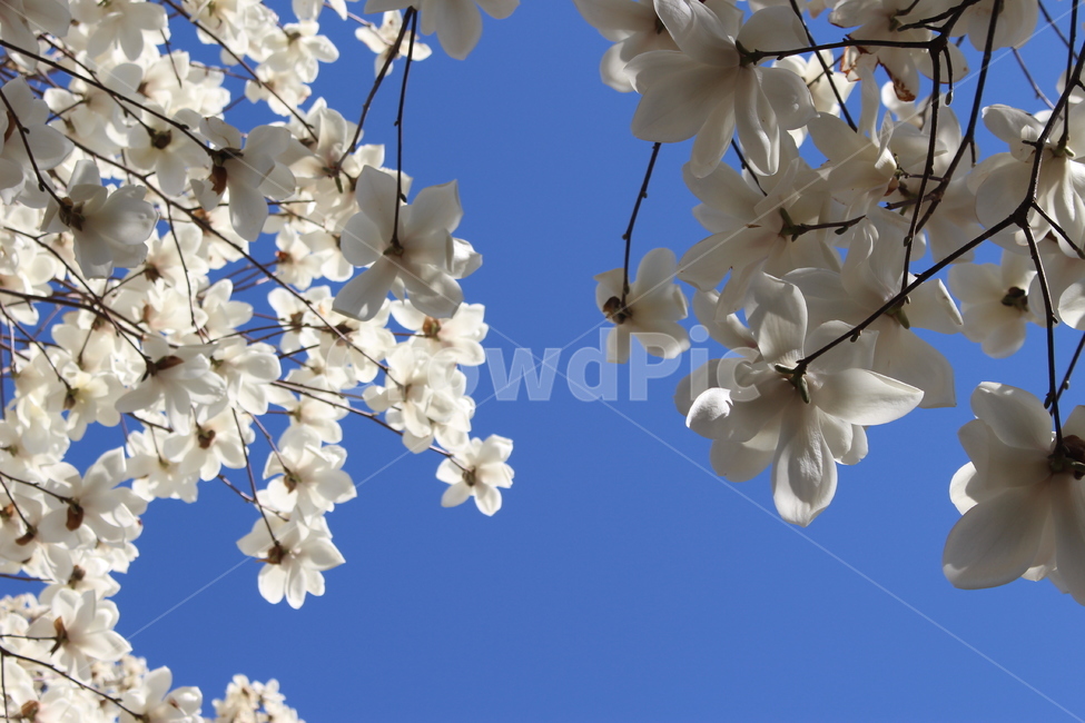 plant,식물,flower,꽃,blossom,목련,하얀꽃,흰꽃,목련나무,봄,봄꽃,spring