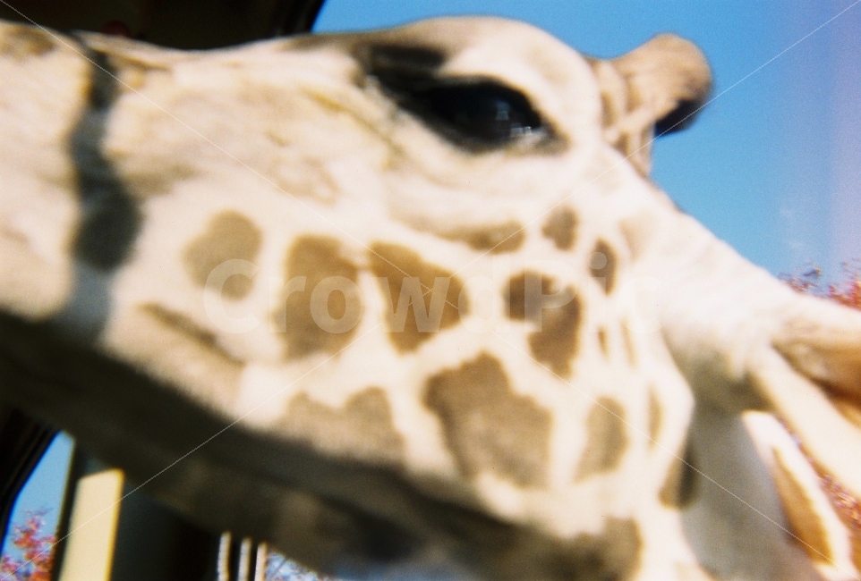 동물,기린,근접사진,사파리,필름사진,필름카메라,감성사진,동물,animal,포유류,mammal,감성,sensible,feeling
