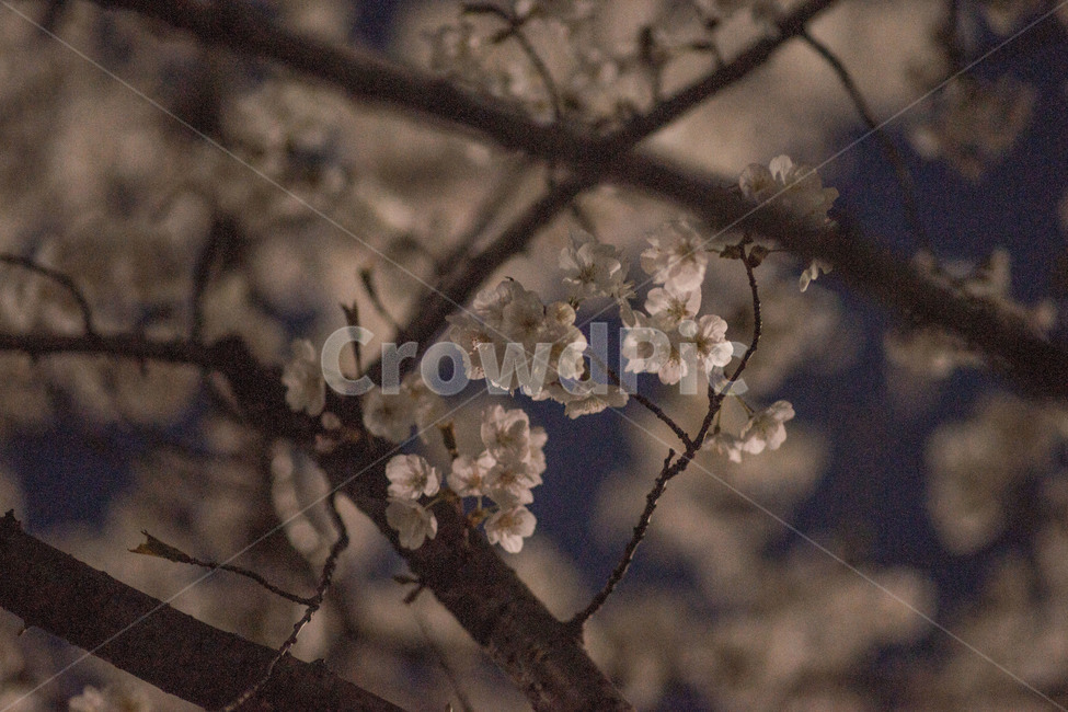 봄,꽃,봄꽃,벚꽃,꽃사진,봄,계절,spring,season,야경,밤,풍경,nightscape,night,landscape,식물,자연,plants,nature,꽃,flower,outdoors,옥외,ice,빙,snow,눈
