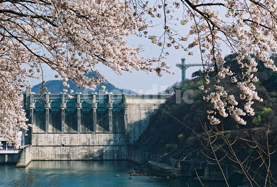 충주댐,벗꽃,봄,식물,풍경,댐,landscape,cherryblossom,spring,season,dam,봄,계절,spring,season,감성,sensible,feeling,산업,industry,industrial,에너지산업,energy industry