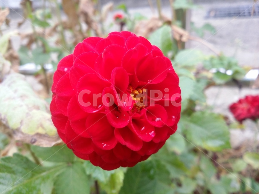 꽃,식물,flower,plant,자연,식물,자연,plants,nature,꽃,flower