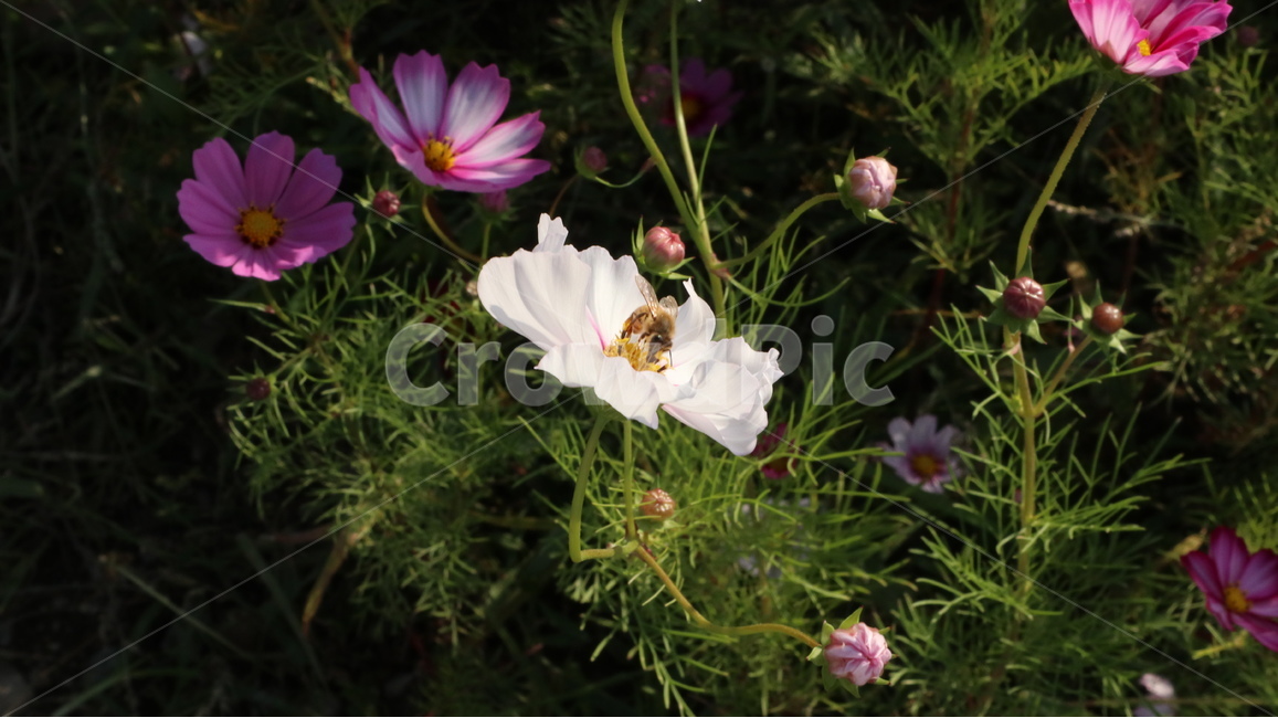 plant,식물,bee,꽃,flower