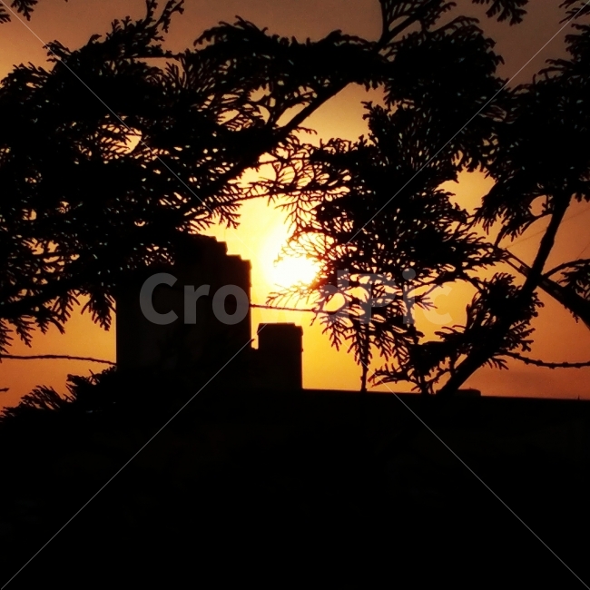 전남,전라남도,광주,수완지구,나무,건물,식물,태양,노을,저녁,plants,tree,sun,sunset,식물,자연,plants,nature,도시,풍경,city,landscape,실루엣,그림자,silhouette,shadow,outdoors,옥외,sky,하늘,dawn,새벽,red sky,붉은 하늘,dusk,황혼,일몰,sunlight,햇빛