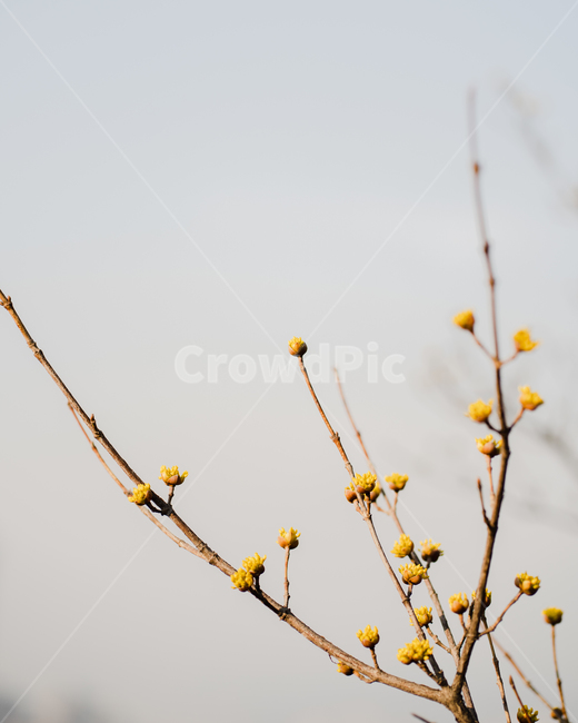 spring,spring flowers,Cornus officinalis,yellow flower,spring sunshine