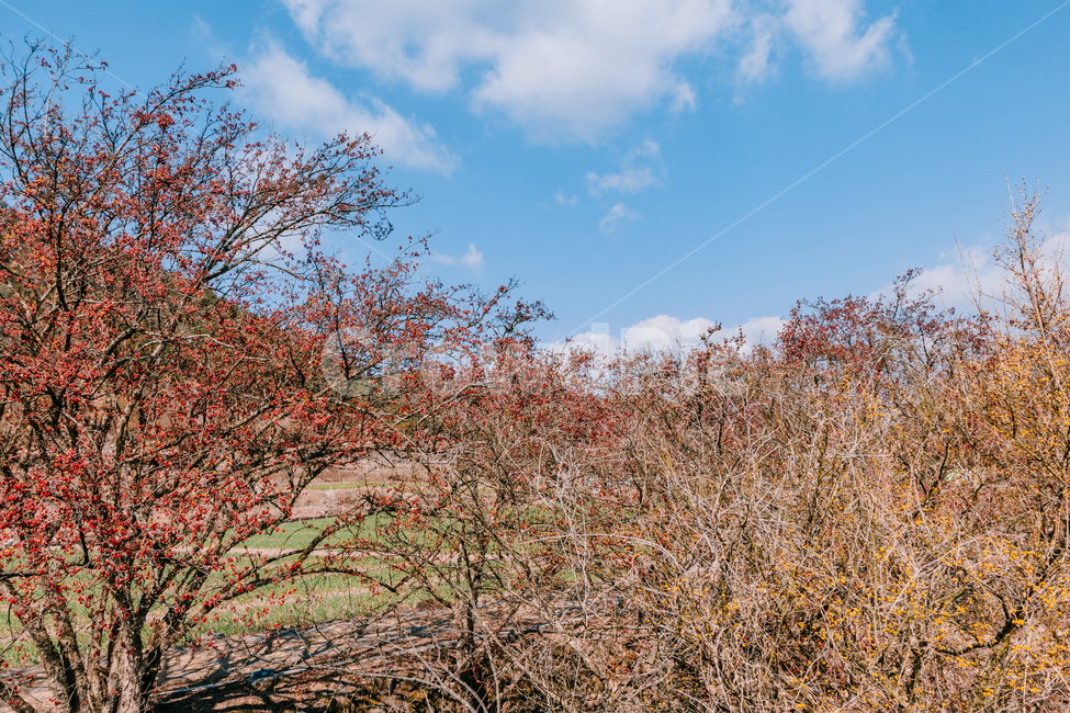 파스텔색감,식물,잔디,하늘,자연,풍경,경치,자연,풍경,nature,landscape,grass,plant