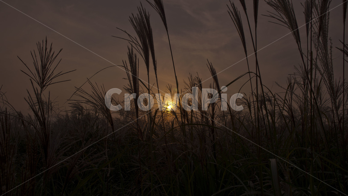 갈대,해질녘,노을,틈,가을,자연,풍경,nature,landscape,grass,잔디,plant,식물,lawn,reed